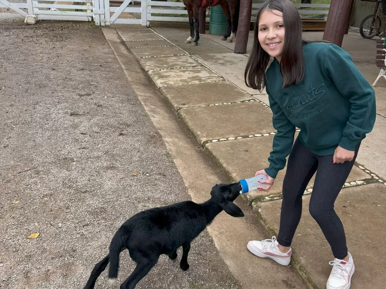 Contato com animais