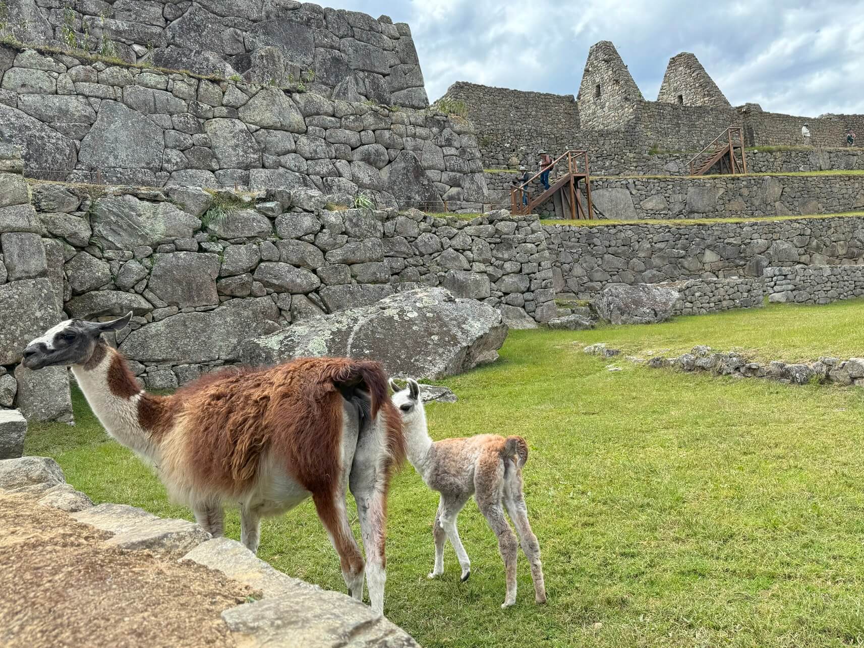 Lhamas em Machu Picchu