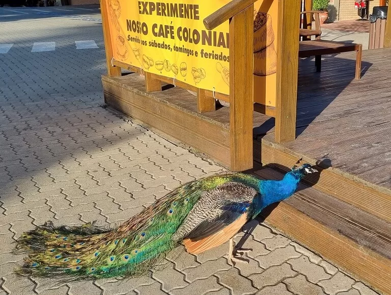 Pavão recebe os visitantes na FAzenda da Comadre