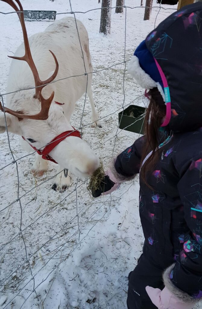 Na Aldeia do Papai Noel, as crianças têm contato com renas
