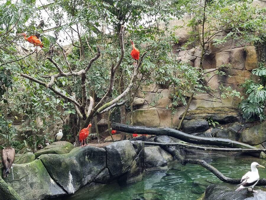 Nos viveiros, você tem a oportunidade de ficar bem pertinho das aves